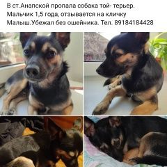 Подробнее об объявлении «Пропала собака кобель Анапа» Фото: пропала собака Русский той-терьер «Пропала собака кобель Анапа» в г. Анапа