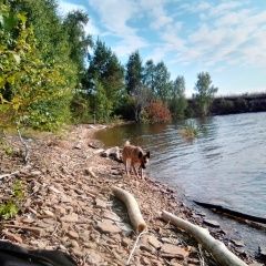 Подробнее об объявлении «Минусинск Пропала собака кобель пес джонни» Фото: пропала собака  «Минусинск Пропала собака кобель пес джонни» в г. Минусинск