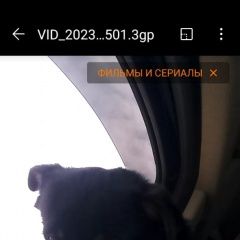 Подробнее об объявлении «Пропала собака кобель Краснодар» Фото: пропала собака  «Пропала собака кобель Краснодар» в г. Краснодар