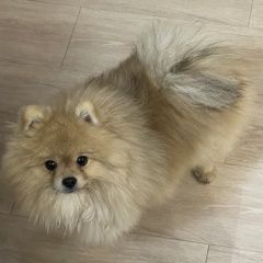 Подробнее об объявлении «Набережные Челны Пропала собака кобель шпиц» Фото: пропала собака Померанский шпиц «Набережные Челны Пропала собака кобель шпиц» в г. Набережные Челны