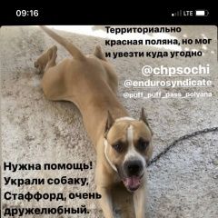 Подробнее об объявлении «Пропала собака кобель украли собаку Сочи» Фото: пропала собака  «Пропала собака кобель украли собаку Сочи» в г. Сочи