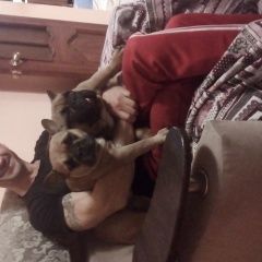 Подробнее об объявлении «Пропала собака и 2 собачки Анапа» Фото: пропала собака Французский бульдог «Пропала собака и 2 собачки Анапа» в г. Анапа