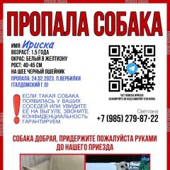 Подробнее об объявлении «Пропала собака вознаграждение Вербилки» Фото: пропала собака  «Пропала собака вознаграждение Вербилки» в г. Вербилки