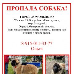 Картинка пропала собака В городе Домодедово потерялась собачёнка. Домодедово