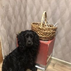 Подробнее об объявлении «Пропала собака кобель помогите найти Анапа» Фото: пропала собака Американский кокер-спаниель «Пропала собака кобель помогите найти Анапа» в г. Анапа