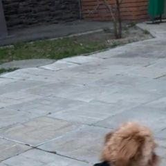 Подробнее об объявлении «Видное Пропала собака кобель метис пудель» Фото: пропала собака  «Видное Пропала собака кобель метис пудель» в г. Видное