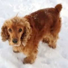 Подробнее об объявлении «Пропала собака кобель кокер-спаниэль Иркутск» Фото: пропала собака Английский кокер-спаниель «Пропала собака кобель кокер-спаниэль Иркутск» в г. Иркутск