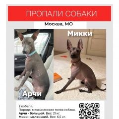 Подробнее об объявлении «Москва Пропала собака» Фото: пропала собака  «Москва Пропала собака» в г. Москва