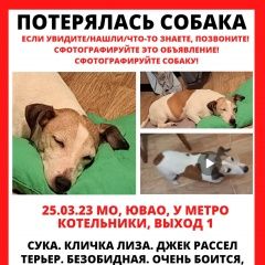 Подробнее об объявлении «Москва Пропала собака джек рассел терьер» Фото: пропала собака  «Москва Пропала собака джек рассел терьер» в г. Москва