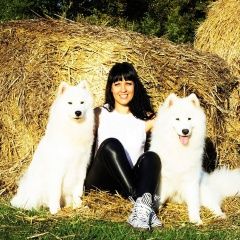 Подробнее об объявлении «Пропала собака 2 собаки. Рубцовск» Фото: пропала собака Самоедская лайка «Пропала собака 2 собаки. Рубцовск» в г. Рубцовск