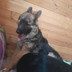 Подробнее об объявлении «Пропала собака кобель очень ищем ребенка Барыбино» Фото: пропала собака  «Пропала собака кобель очень ищем ребенка Барыбино» в г. Барыбино