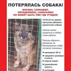Подробнее об объявлении «Москва Пропала собака» Фото: пропала собака  «Москва Пропала собака» в г. Москва