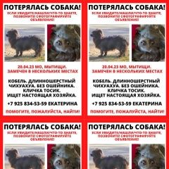 Подробнее об объявлении «Мытищи Пропала собака кобель чихуахуа» Фото: пропала собака Чихуахуа «Мытищи Пропала собака кобель чихуахуа» в г. Мытищи