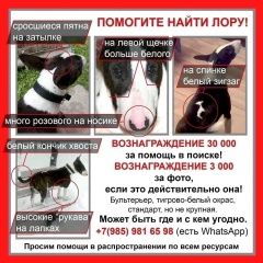 Подробнее об объявлении «Москва Пропала собака» Фото: пропала собака Бультерьер «Москва Пропала собака» в г. Москва