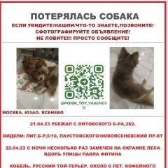 Подробнее об объявлении «Москва Пропала собака кобель ясенево» Фото: пропала собака  «Москва Пропала собака кобель ясенево» в г. Москва