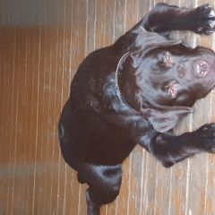 Подробнее об объявлении «Красноярск Пропала собака кобель» Фото: пропала собака Лабрадор ретривер «Красноярск Пропала собака кобель» в г. Красноярск