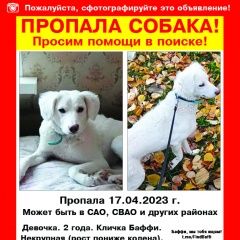 Подробнее об объявлении «Москва Пропала собака» Фото: пропала собака  «Москва Пропала собака» в г. Москва