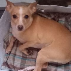 Подробнее об объявлении «Пропала собака сегодня в 12:50 Иркутск» Фото: пропала собака Той-терьер «Пропала собака сегодня в 12:50 Иркутск» в г. Иркутск