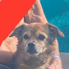 Подробнее об объявлении «Набережные Челны Пропала собака кобель» Фото: пропала собака Чихуахуа «Набережные Челны Пропала собака кобель» в г. Набережные Челны