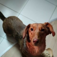 Подробнее об объявлении «Красноярск Пропала собака» Фото: пропала собака Такса «Красноярск Пропала собака» в г. Красноярск