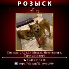 Подробнее об объявлении «Москва Пропала собака порода сиба ину» Фото: пропала собака  «Москва Пропала собака порода сиба ину» в г. Москва