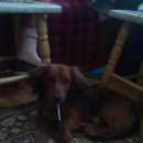 Подробнее об объявлении «Иваново Пропала собака кобель» Фото: пропала собака Такса «Иваново Пропала собака кобель» в г. Иваново