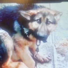 Подробнее об объявлении «Пропала собака кобель пёс Иркутск» Фото: пропала собака  «Пропала собака кобель пёс Иркутск» в г. Иркутск