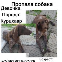 Подробнее об объявлении «Пропала собака курцхаар Краснодар» Фото: пропала собака Курцхаар «Пропала собака курцхаар Краснодар» в г. Краснодар