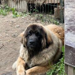 Картинка пропала собака В городе Домодедово запропастилась собачка. Домодедово