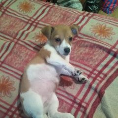 Подробнее об объявлении «Фрязино Пропала собака» Фото: пропала собака Джек рассел терьер «Фрязино Пропала собака» в г. Фрязино