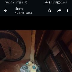 Подробнее об объявлении «Пропала собака кобель пёс Иркутск» Фото: пропала собака  «Пропала собака кобель пёс Иркутск» в г. Иркутск