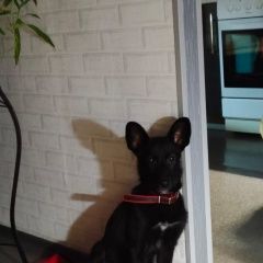 Подробнее об объявлении «Красноярск Пропала собака» Фото: пропала собака  «Красноярск Пропала собака» в г. Красноярск