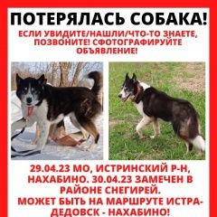 Подробнее об объявлении «Нахабино Пропала собака кобель» Фото: пропала собака Западно-сибирская лайка «Нахабино Пропала собака кобель» в г. Нахабино