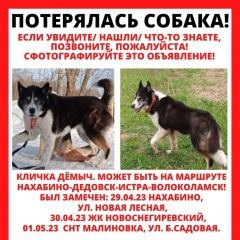 Подробнее об объявлении «Нахабино Пропала собака кобель» Фото: пропала собака  «Нахабино Пропала собака кобель» в г. Нахабино