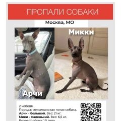 Подробнее об объявлении «Москва Пропала собака кобель 2 мексиканские голые» Фото: пропала собака  «Москва Пропала собака кобель 2 мексиканские голые» в г. Москва