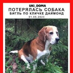 Подробнее об объявлении «Пропала собака кобель Ломоносов» Фото: пропала собака Бигль «Пропала собака кобель Ломоносов» в г. Ломоносов