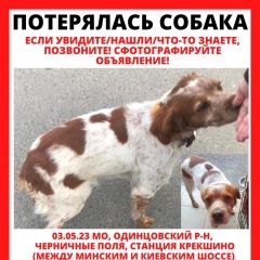 Подробнее об объявлении «Одинцово Пропала собака кобель» Фото: пропала собака  «Одинцово Пропала собака кобель» в г. Одинцово