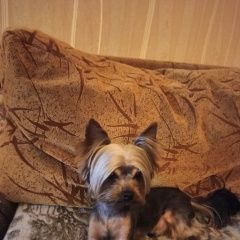 Подробнее об объявлении «Красногорск Пропала собака кобель прошу помощи» Фото: пропала собака Йоркширский терьер «Красногорск Пропала собака кобель прошу помощи» в г. Красногорск