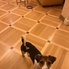 Подробнее об объявлении «Пропала собака джек-рассел Санкт-Петербург» Фото: пропала собака Джек рассел терьер «Пропала собака джек-рассел Санкт-Петербург» в г. Санкт-Петербург