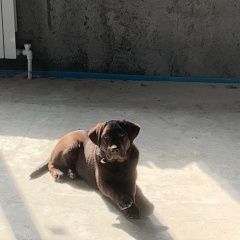 Подробнее об объявлении «Орск Пропала собака» Фото: пропала собака  «Орск Пропала собака» в г. Орск