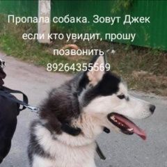 Подробнее об объявлении «Раменское Пропала собака кобель» Фото: пропала собака Сибирская хаски «Раменское Пропала собака кобель» в г. Раменское