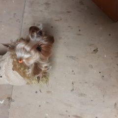 Подробнее об объявлении «Пропала собака Электроугли» Фото: пропала собака Йоркширский терьер «Пропала собака Электроугли» в г. Электроугли