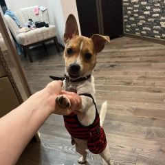 Подробнее об объявлении «Гагра Пропала собака джек рассел» Фото: пропала собака  «Гагра Пропала собака джек рассел» в г. Гагра