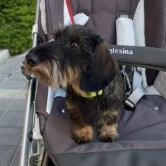 Подробнее об объявлении «Пропала собака Анапа» Фото: пропала собака  «Пропала собака Анапа» в г. Анапа