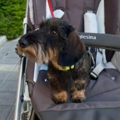 Подробнее об объявлении «Пропала собака Анапа» Фото: пропала собака  «Пропала собака Анапа» в г. Анапа