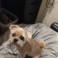 Подробнее об объявлении «Пропала собака кобель собаке 7 лет Санкт-Петербург» Фото: пропала собака Йоркширский терьер «Пропала собака кобель собаке 7 лет Санкт-Петербург» в г. Санкт-Петербург