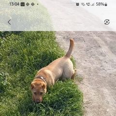 Подробнее об объявлении «Пропала собака кобель Анапа» Фото: пропала собака Шар-пей «Пропала собака кобель Анапа» в г. Анапа