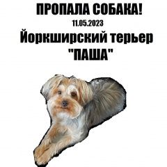Подробнее об объявлении «Петрозаводск Пропала собака кобель. йоркшерский терьер. 11. 05» Фото: пропала собака Йоркширский терьер «Петрозаводск Пропала собака кобель. йоркшерский...» в г. Петрозаводск
