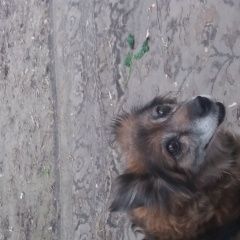 Подробнее об объявлении «Липецк Пропала собака» Фото: пропала собака  «Липецк Пропала собака» в г. Липецк