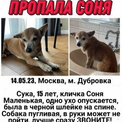 Подробнее об объявлении «Москва Пропала собака помогите пожалуйста найти» Фото: пропала собака  «Москва Пропала собака помогите пожалуйста найти» в г. Москва